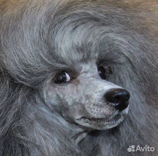 Вязка пуделя