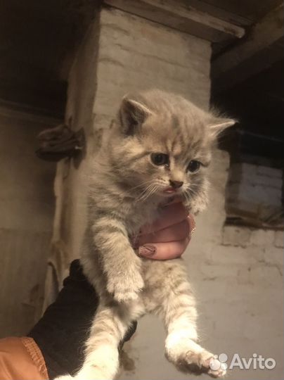 Котята в добрые руки даром