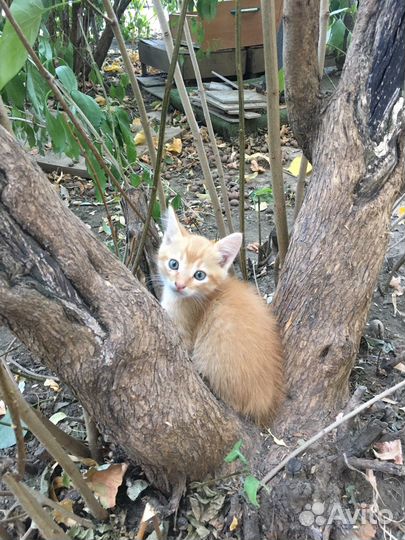 Котята в хорошие руки