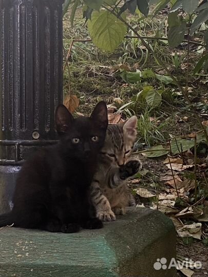 Тигровые кисики с доставкой на дом)