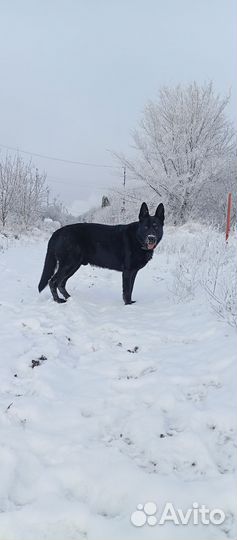 Немецкая овчарка черного окраса