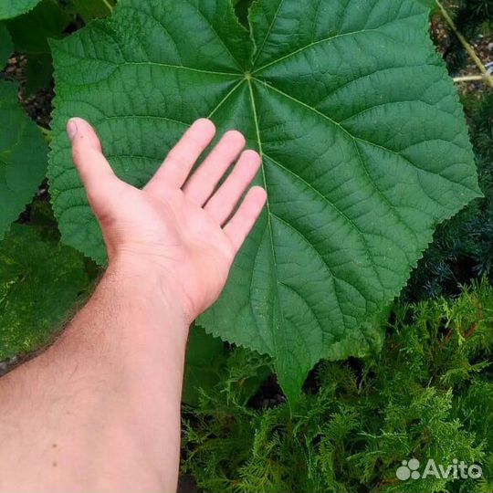 Павловния войлочная