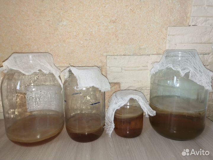 Чайный гриб комбуча освежающий