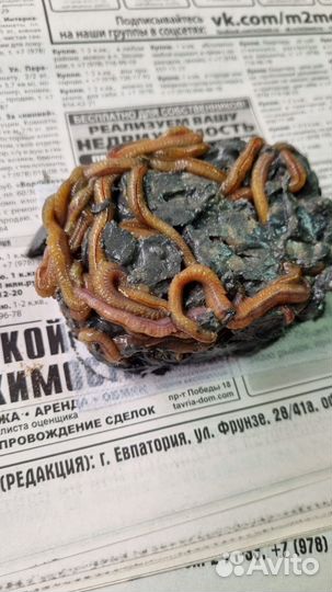 Морской червь нереис