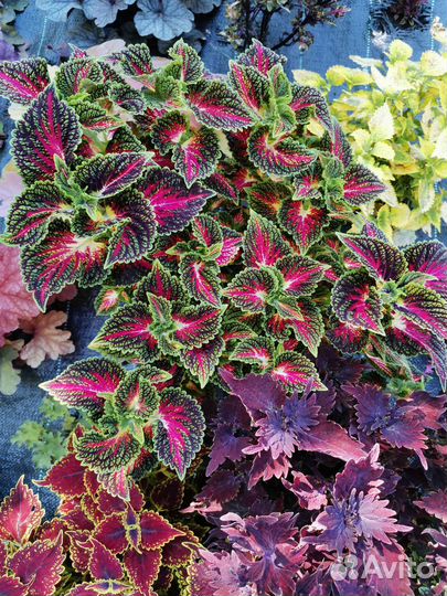 Колеусы вегетативные