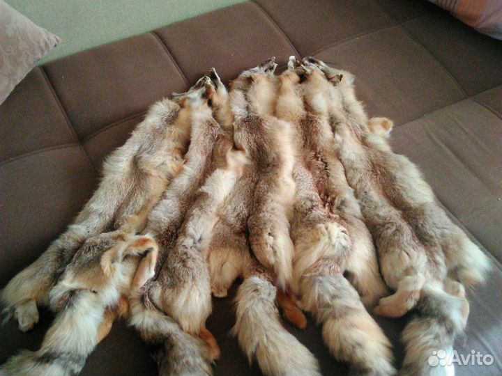 Шкурка лисы