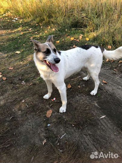 Шикарный красавчик в поисках дома