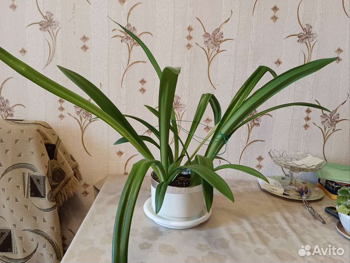 Гиппеаструм