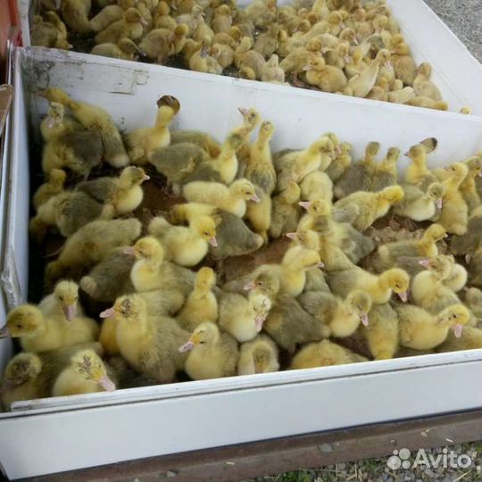 Гусята суточные Линда, утята, муларды и тд