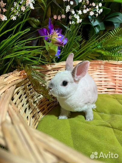 Мини крольчата карликовые VIP
