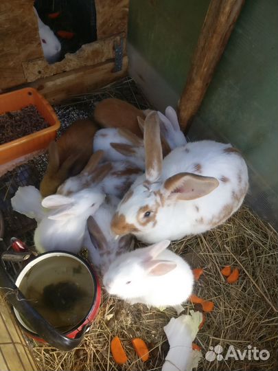 Маленькие кролики