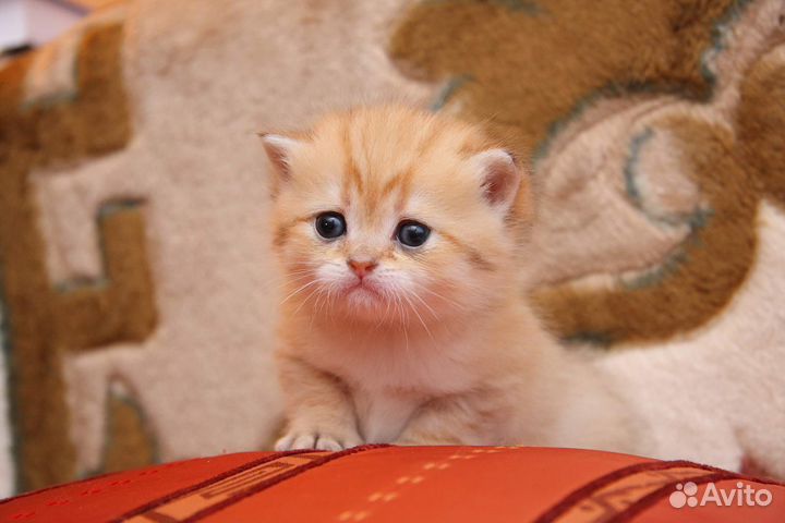 Шотландский эксклюзив