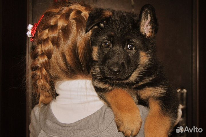 Шикарные мощные немцы чёрного и чепрачного окраса