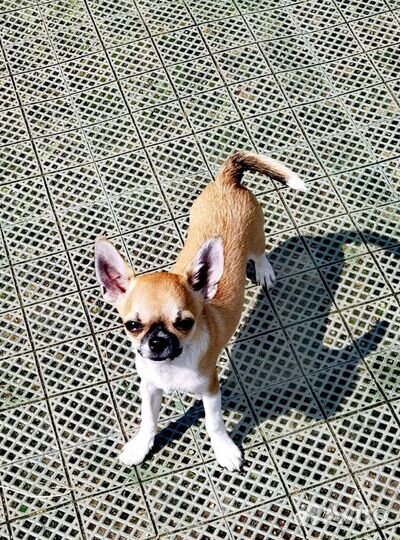 Чихуа минюшка мальчик 4,5 мес