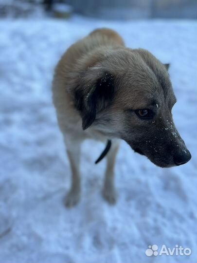 Собачка в беде