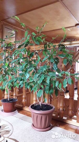 Фикус Бенджамин