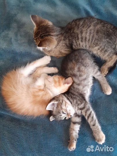 Котята в дар