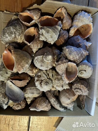 Ракушки для аквариума