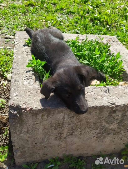 Малышка-чернышка