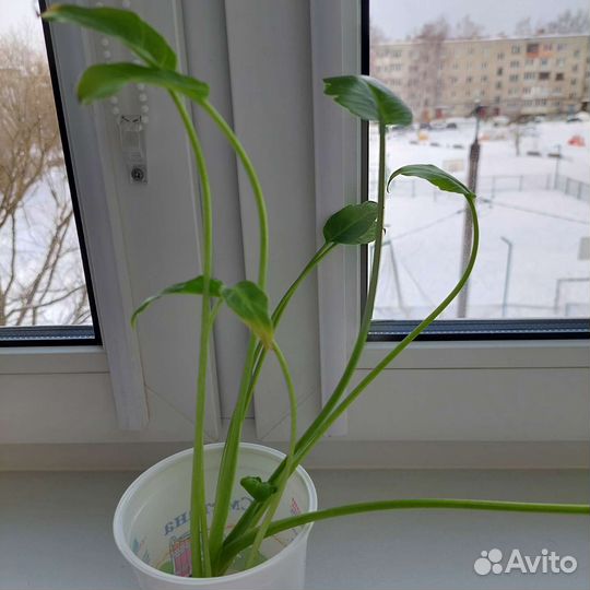 Филодендрон