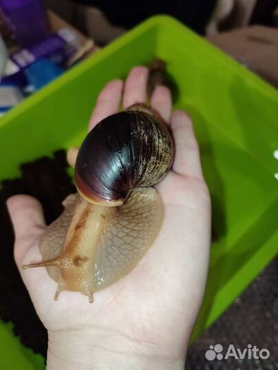 Улитки архахатины