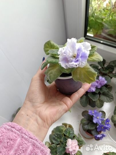Продам сортовые фиалки