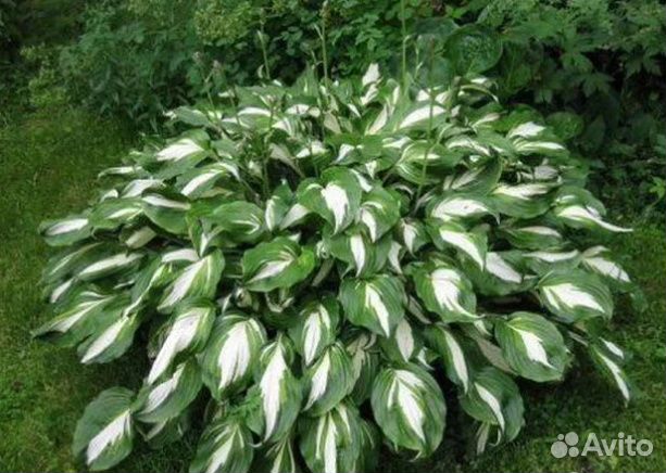 Многолетнее, садовое, декоративно лиственное расте