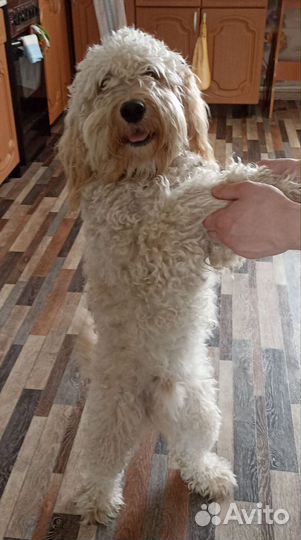 Пудель лабродудель