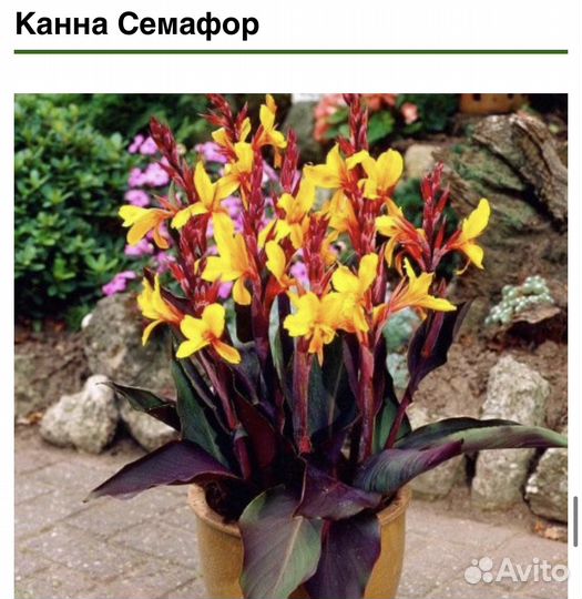 Цветы канны