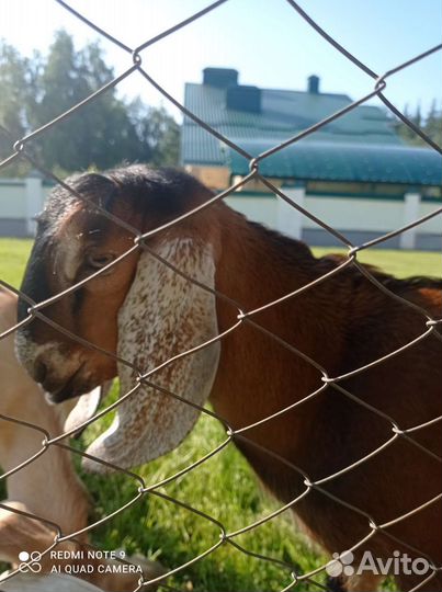 Козлята Гулаби, Камори Вязка, Альпийская