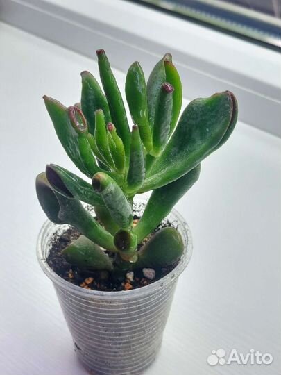 Крассула Хоббит Голлум