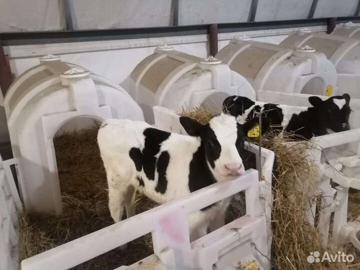 Бычки возрастом 2 месяца