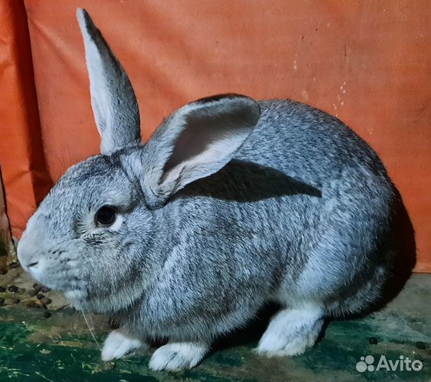 Продам кроликов