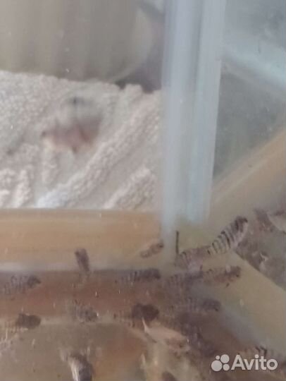 Аквариумные рыбки отдам бесплатно