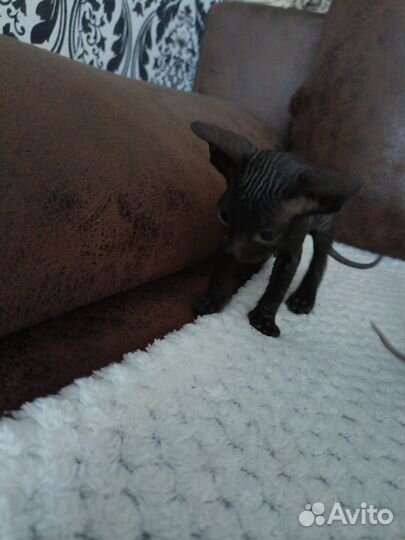Донской сфинкс котята