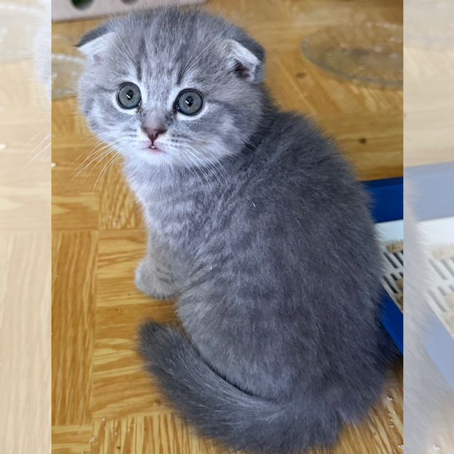 Шотландский вислоухий короткошёрстный котёнок