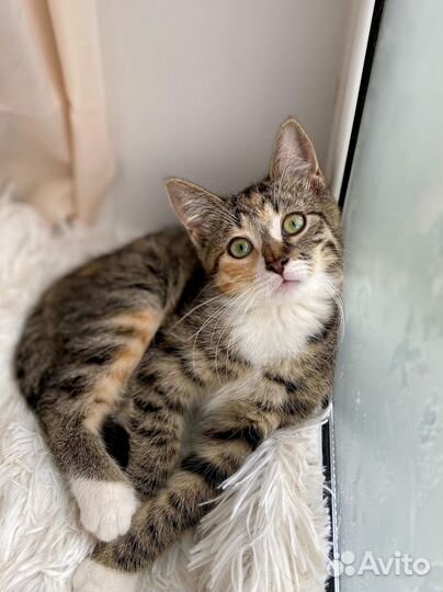 Ромашка ищет дом