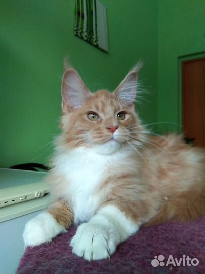 Котята мейн-куны и полидакты