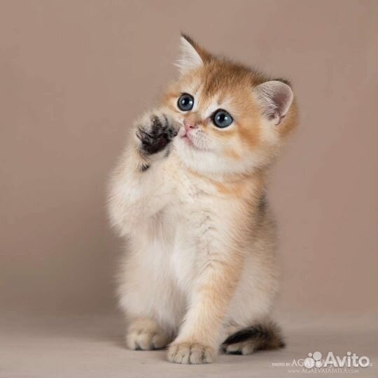 Девочка золотая британская шиншилла