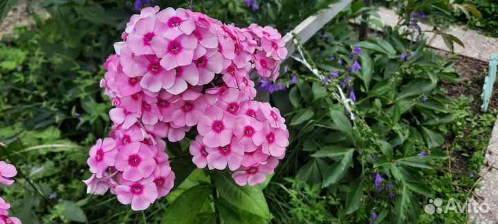 Флоксы (саженцы). Золотарник. Люпин