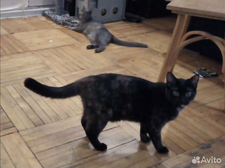 Сидит голодная по несколько дней,безумно нужен дом