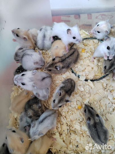 Джунгарский хомяк