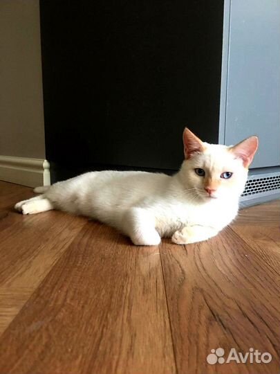 Снежок в добрые руки