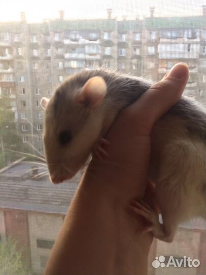 Крысы дамбо разных окрасов