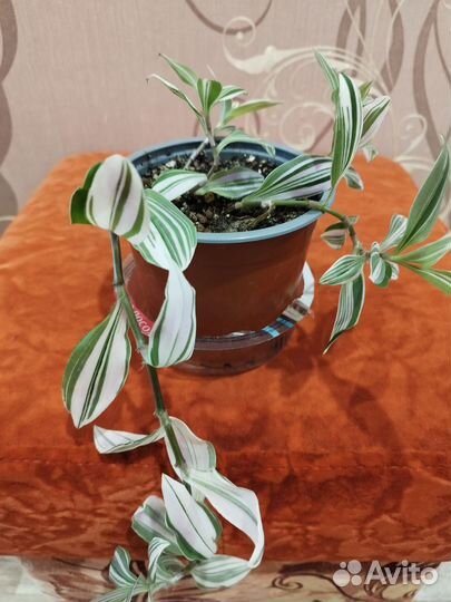 Традесканция белая