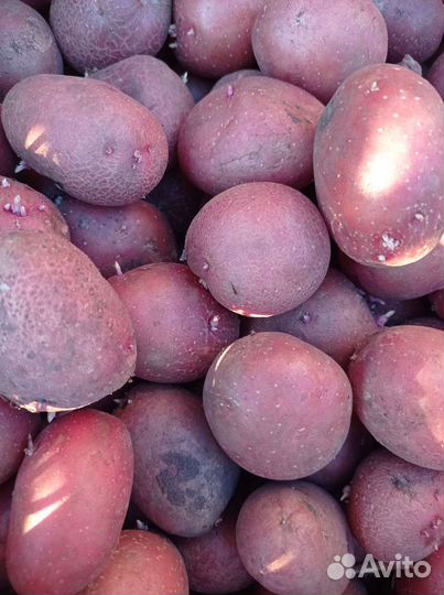 Картофель семена