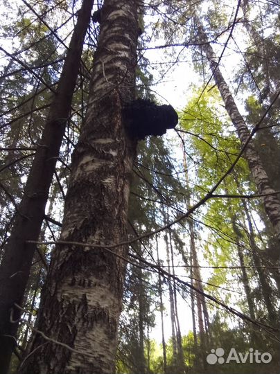 Чага чаге рознь