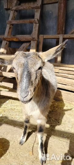 Продается годовалая коза