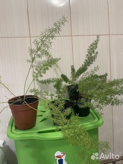 Комнатные цветы аспарагус
