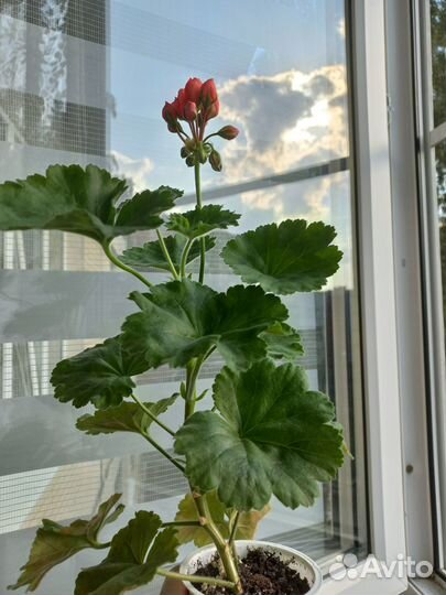 Герань тюльпановидная